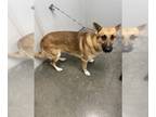 German Shepherd Dog DOG FOR ADOPTION RGADN-1178761 - TURNER - German Shepherd