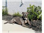 American Pit Bull Terrier DOG FOR ADOPTION RGADN-1178770 - Daisy - American Pit