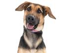 German Shepherd Dog Mix DOG FOR ADOPTION RGADN-1178791 - Riley - German Shepherd