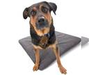 Shepweiller DOG FOR ADOPTION RGADN-1178792 - Zoey - German Shepherd Dog /