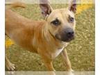 Black Mouth Cur Mix DOG FOR ADOPTION RGADN-1178793 - PILLOW - Black Mouth Cur /