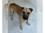 German Shepherd Dog Mix DOG FOR ADOPTION RGADN-1178798 - CHARGER - German