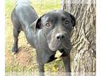 Dogue de Bordeaux-Labrador Retriever Mix DOG FOR ADOPTION RGADN-1178819 -