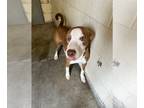 Catahoula Leopard Dog DOG FOR ADOPTION RGADN-1178821 - BLAZE - Catahoula Leopard