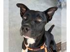 Australian Kelpie DOG FOR ADOPTION RGADN-1178838 - Shadow - Australian Kelpie /