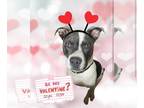 American Pit Bull Terrier Mix DOG FOR ADOPTION RGADN-1178843 - Raider - American
