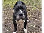 Mastiff-Staffordshire Bull Terrier Mix DOG FOR ADOPTION RGADN-1178848 - JULEP -