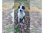 Australian Shepherd Mix DOG FOR ADOPTION RGADN-1178854 - Ryder - Australian