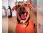 Basset Hound Mix DOG FOR ADOPTION RGADN-1178855 - Mateo - Basset Hound / Mixed