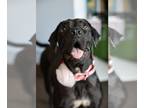 Basset Hound-Labrador Retriever Mix DOG FOR ADOPTION RGADN-1178859 - Adora -