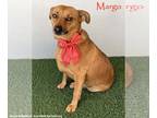 Dorgi DOG FOR ADOPTION RGADN-1178869 - Margo - Dachshund / Corgi / Mixed (short