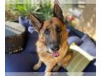 German Shepherd Dog DOG FOR ADOPTION RGADN-1178875 - Tyson - German Shepherd Dog