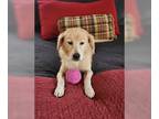 Golden Labrador DOG FOR ADOPTION RGADN-1178886 - Russell - Golden Retriever /