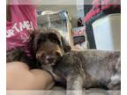 Portuguese Water Dog DOG FOR ADOPTION RGADN-1178889 - Carson - Portuguese Water