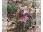 Labrador Retriever Mix DOG FOR ADOPTION RGADN-1178900 - Miss Bullitt *FH* -