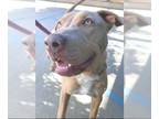 American Pit Bull Terrier Mix DOG FOR ADOPTION RGADN-1178927 - Bolt - Pit Bull