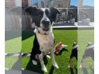 Border Collie DOG FOR ADOPTION RGADN-1178934 - Lottie - Border Collie (medium