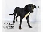 Borador DOG FOR ADOPTION RGADN-1178935 - COLONEL - Labrador Retriever / Border