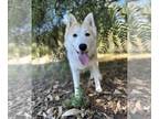 German Shepherd Dog-Huskies Mix DOG FOR ADOPTION RGADN-1178946 - Summer - German