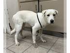 Labrador Retriever Mix DOG FOR ADOPTION RGADN-1178958 - *AVERY - Labrador