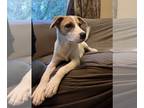 Beagle Mix DOG FOR ADOPTION RGADN-1178970 - Hailie - Beagle / Shepherd / Mixed