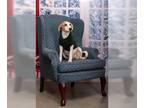 Beagle Mix DOG FOR ADOPTION RGADN-1178971 - Danica - Shepherd / Beagle / Mixed