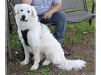 Great Pyrenees Mix DOG FOR ADOPTION RGADN-1178977 - Athena - Great Pyrenees /