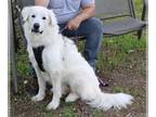 Great Pyrenees Mix DOG FOR ADOPTION RGADN-1178978 - Athena - Great Pyrenees /