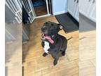 American Pit Bull Terrier Mix DOG FOR ADOPTION RGADN-1178982 - Rocco (Saint