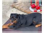 Rottweiler DOG FOR ADOPTION RGADN-1178983 - Diesel - Rottweiler Dog For Adoption