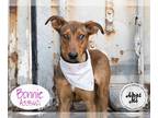 Doberman Pinscher Mix DOG FOR ADOPTION RGADN-1178994 - BELLE - Doberman Pinscher