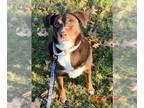 Beagle DOG FOR ADOPTION RGADN-1178996 - PHYLLIS - Beagle (medium coat) Dog For
