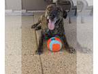 Plott Hound Mix DOG FOR ADOPTION RGADN-1179000 - Echo - Shepherd / Plott Hound /