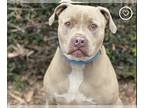 American Staffordshire Terrier-Dogo Argentino Mix DOG FOR ADOPTION RGADN-1179006