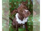 American Pit Bull Terrier DOG FOR ADOPTION RGADN-1179034 - Star - Pit Bull