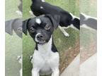 Jack Russell Terrier Mix DOG FOR ADOPTION RGADN-1179070 - Davy Jones - Fox
