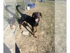 Doberman Pinscher Mix DOG FOR ADOPTION RGADN-1179079 - Moose - Doberman Pinscher