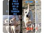 American Staffordshire Terrier Mix DOG FOR ADOPTION RGADN-1179088 - Saturn -