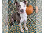 American Pit Bull Terrier DOG FOR ADOPTION RGADN-1179119 - Lonnie ***COURTESY
