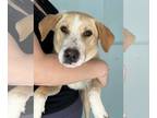 Labrador Retriever Mix DOG FOR ADOPTION RGADN-1179122 - BEAU - Labrador