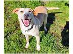 Labrador Retriever Mix DOG FOR ADOPTION RGADN-1179123 - RIVER - Labrador
