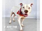 American Staffordshire Terrier DOG FOR ADOPTION RGADN-1179131 - ODIN - American