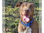 American Pit Bull Terrier-Labrador Retriever Mix DOG FOR ADOPTION RGADN-1179136