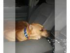 American Staffordshire Terrier Mix DOG FOR ADOPTION RGADN-1179167 - Brutus -