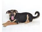 Labrador Retriever Mix DOG FOR ADOPTION RGADN-1179170 - LESTAT - Labrador