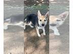 German Shepherd Dog Mix DOG FOR ADOPTION RGADN-1179177 - Bernie - German