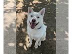 Huskies -white german shepherd Mix DOG FOR ADOPTION RGADN-1179179 - Oso - Husky