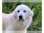 Golden Pyrenees DOG FOR ADOPTION RGADN-1179183 - Quinn #3 - Great Pyrenees /