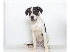American Pit Bull Terrier-Great Dane Mix DOG FOR ADOPTION RGADN-1179195 - MANDO