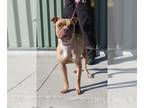 Boxer-Chinese Shar-Pei Mix DOG FOR ADOPTION RGADN-1179219 - MAHOGANY COCONUT -